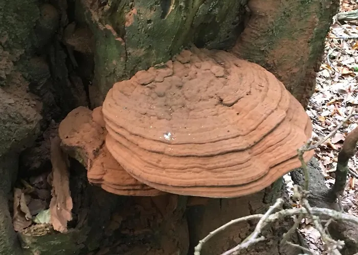 Apartment Lazoroski Arcen *