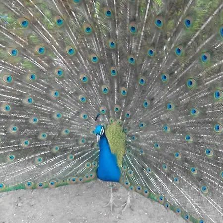 Apartament Lazoroski